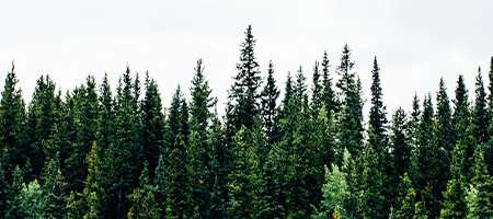 AQ Forestry and Timber Industry