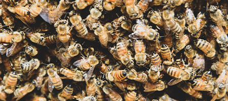 AsureQuality Apiculture Services